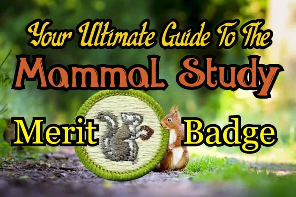 The Mammal Study Merit Badge: Your Ultimate Guide in 2023